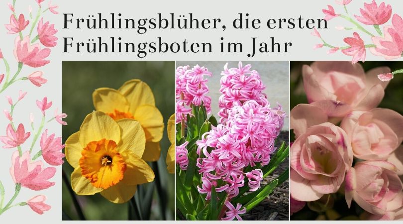 fruhlingsbluher-die-ersten-fruhlingsboten-im-jahr