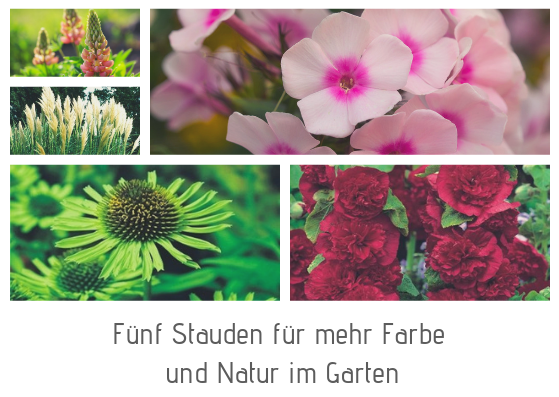 Fuenf-Stauden-fuer-mehr-Farbe-und-Natur-im-Garten