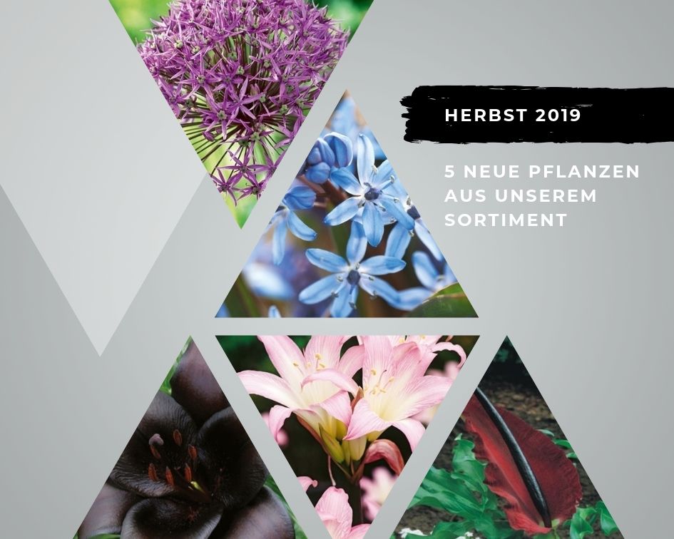 herbst-neue-pflanzen-aus-unserem-sortiment