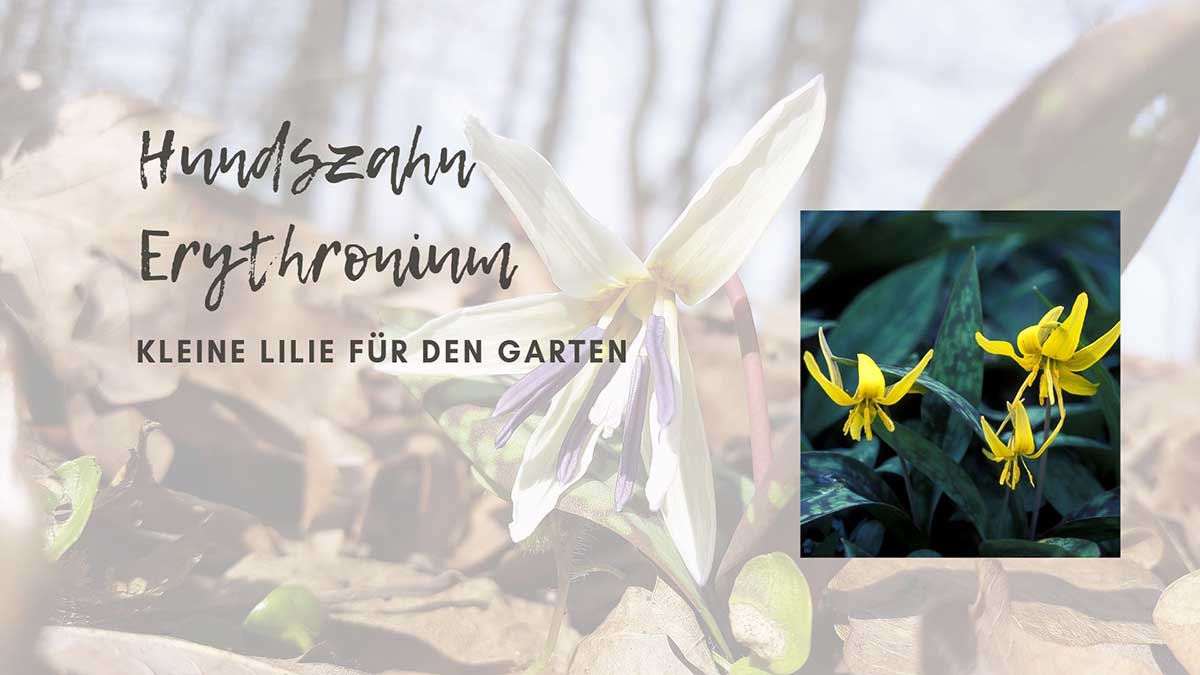 Hundszahn-Erythronium