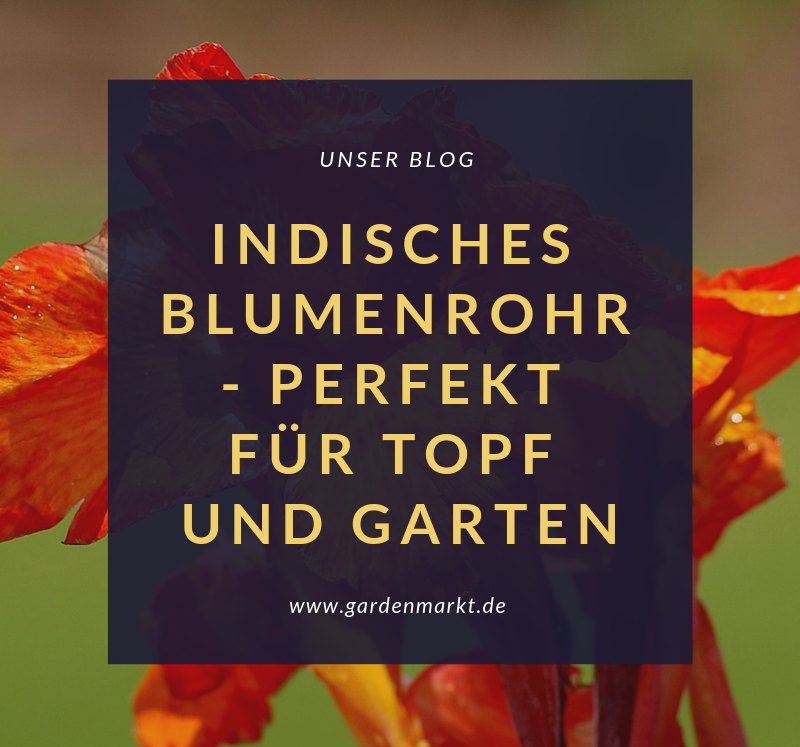 Indisches-Blumenrohr-perfekt-fur-Topf-und-Garten