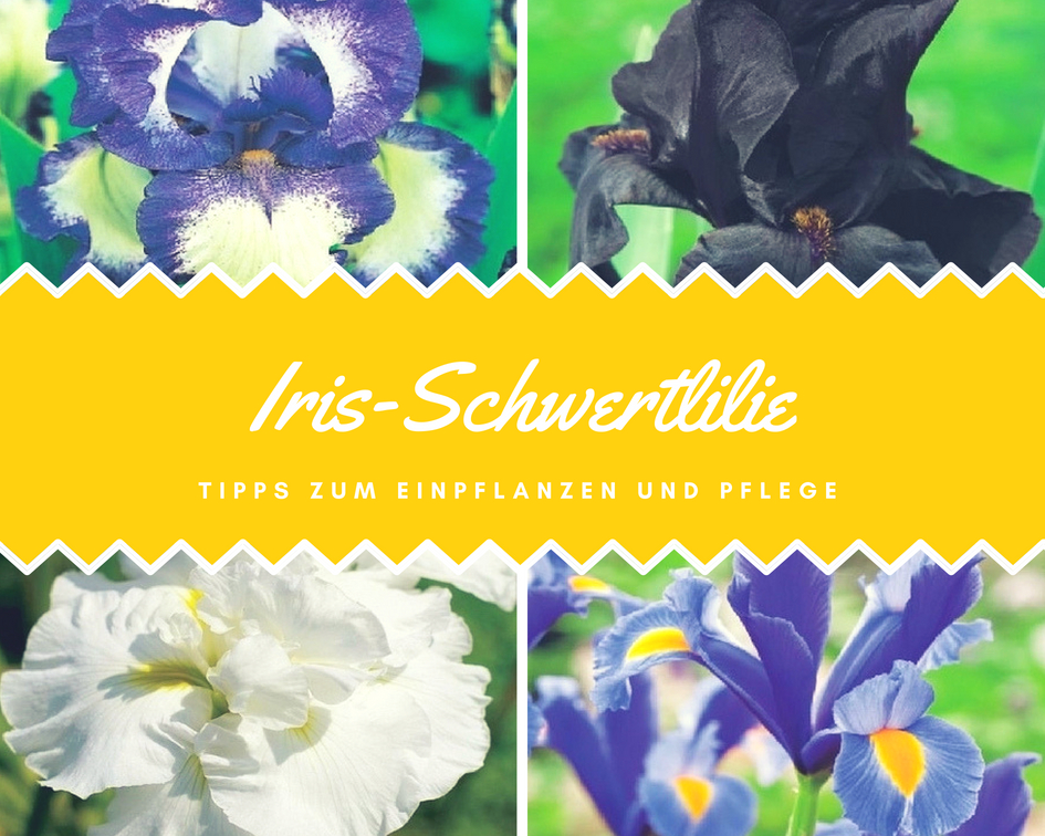 Iris-Schwertlilie - Tipps zum Einpflanzen und Pflege - Gardenmarkt.de