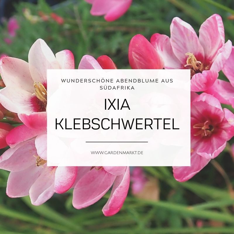 Ixia-Klebschwertel