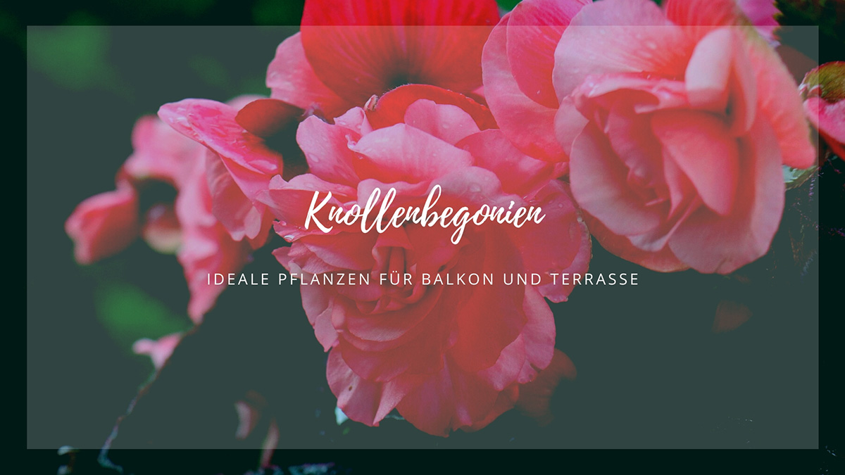 Knollenbegonien