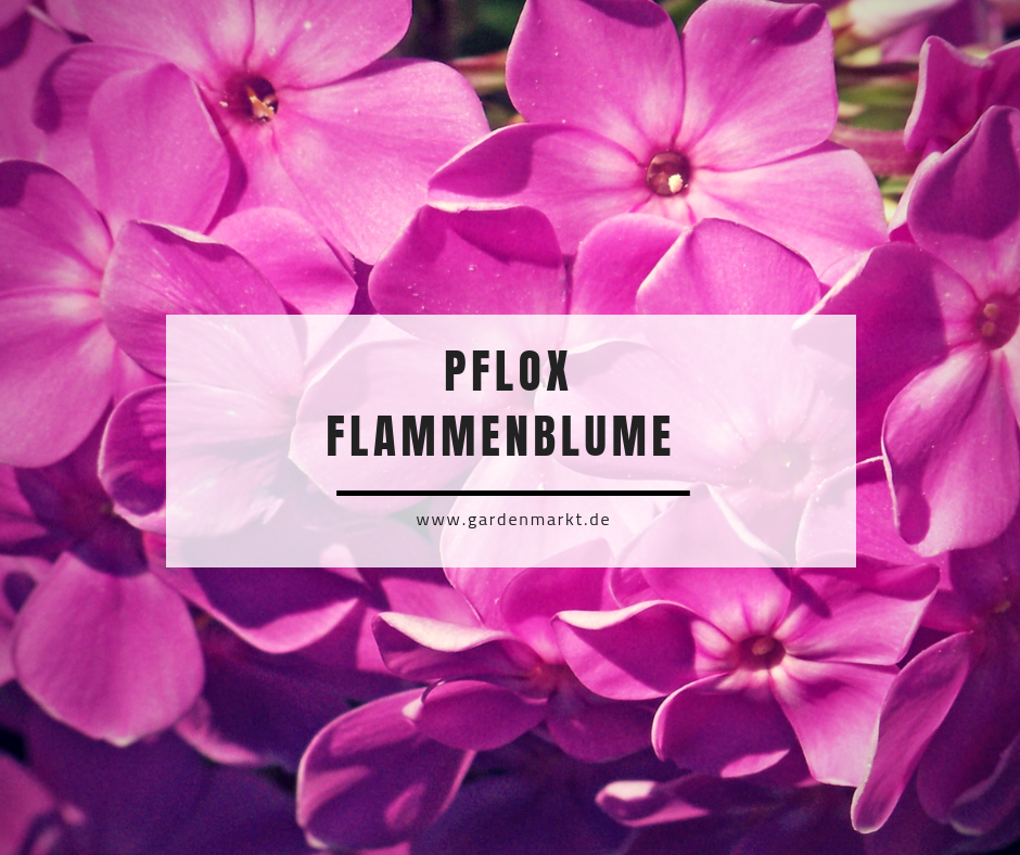 Pflox-Flammenblume