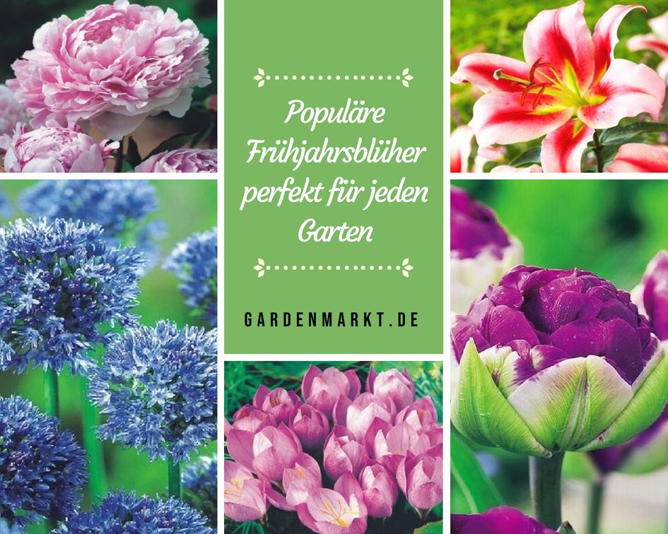 Populäre Frühjahrsblüher perfekt für jeden Garten
