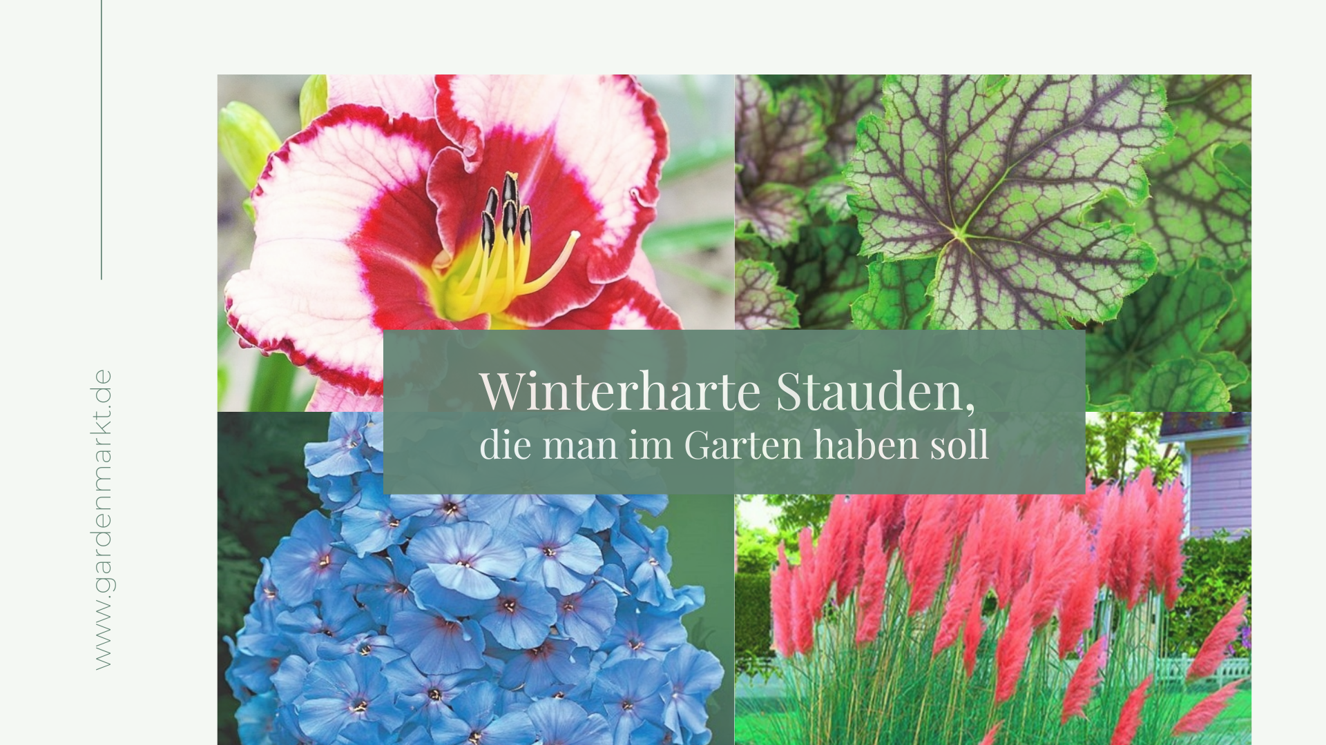 Winterharte-Stauden-die-man-im-Garten-haben-soll