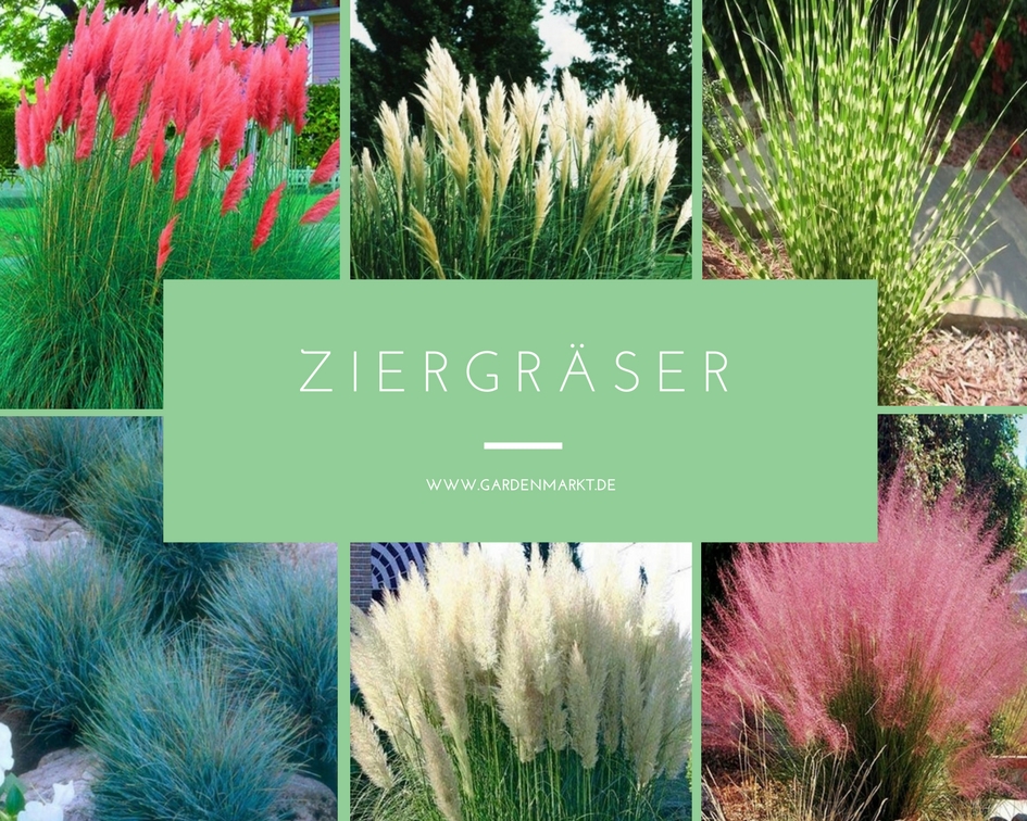 Ziergräser Standort, Pflege und Vermehrung Gardenmarkt.de