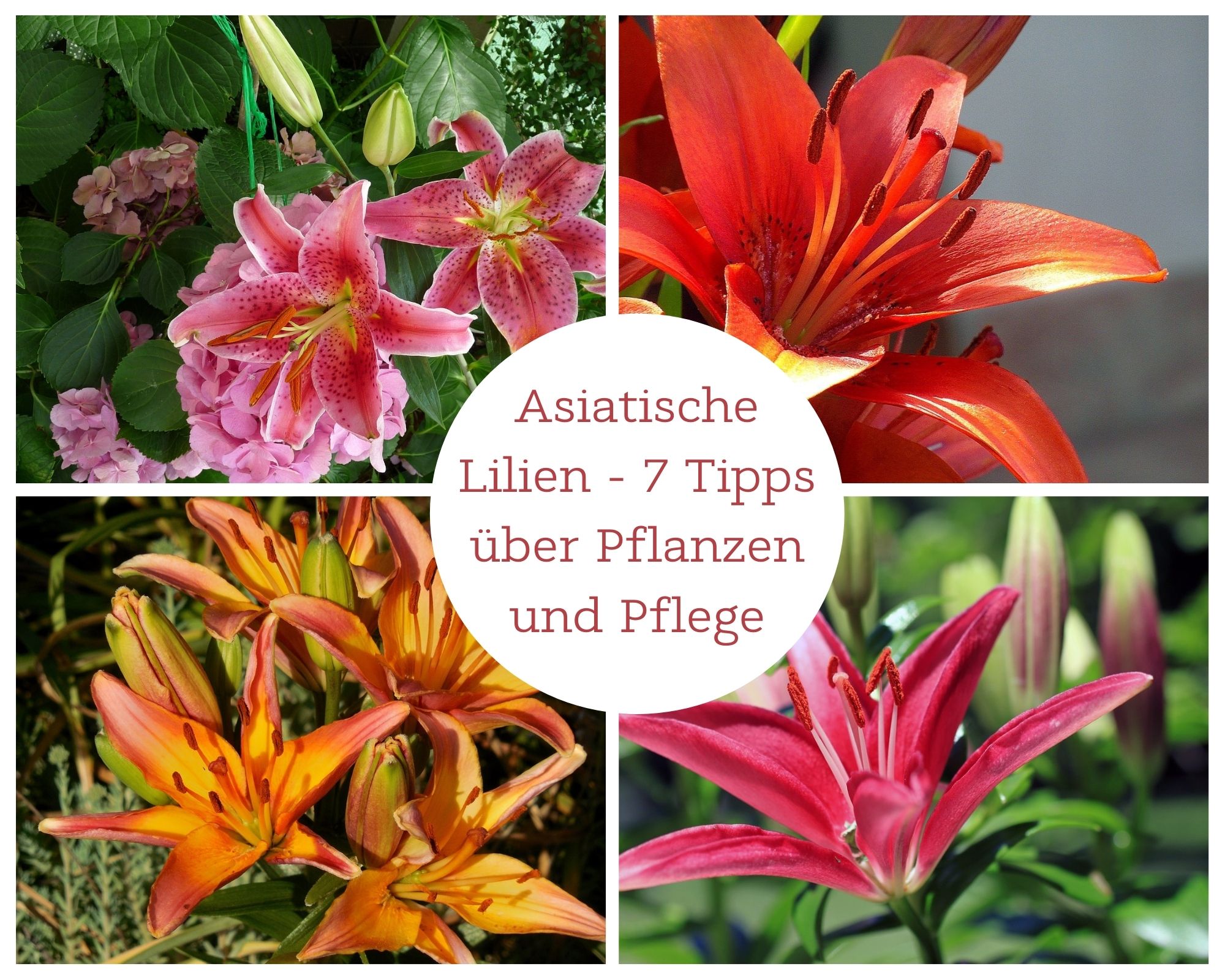 Asiatische Lilien - 7 Tipps über Pflanzen und Pflege