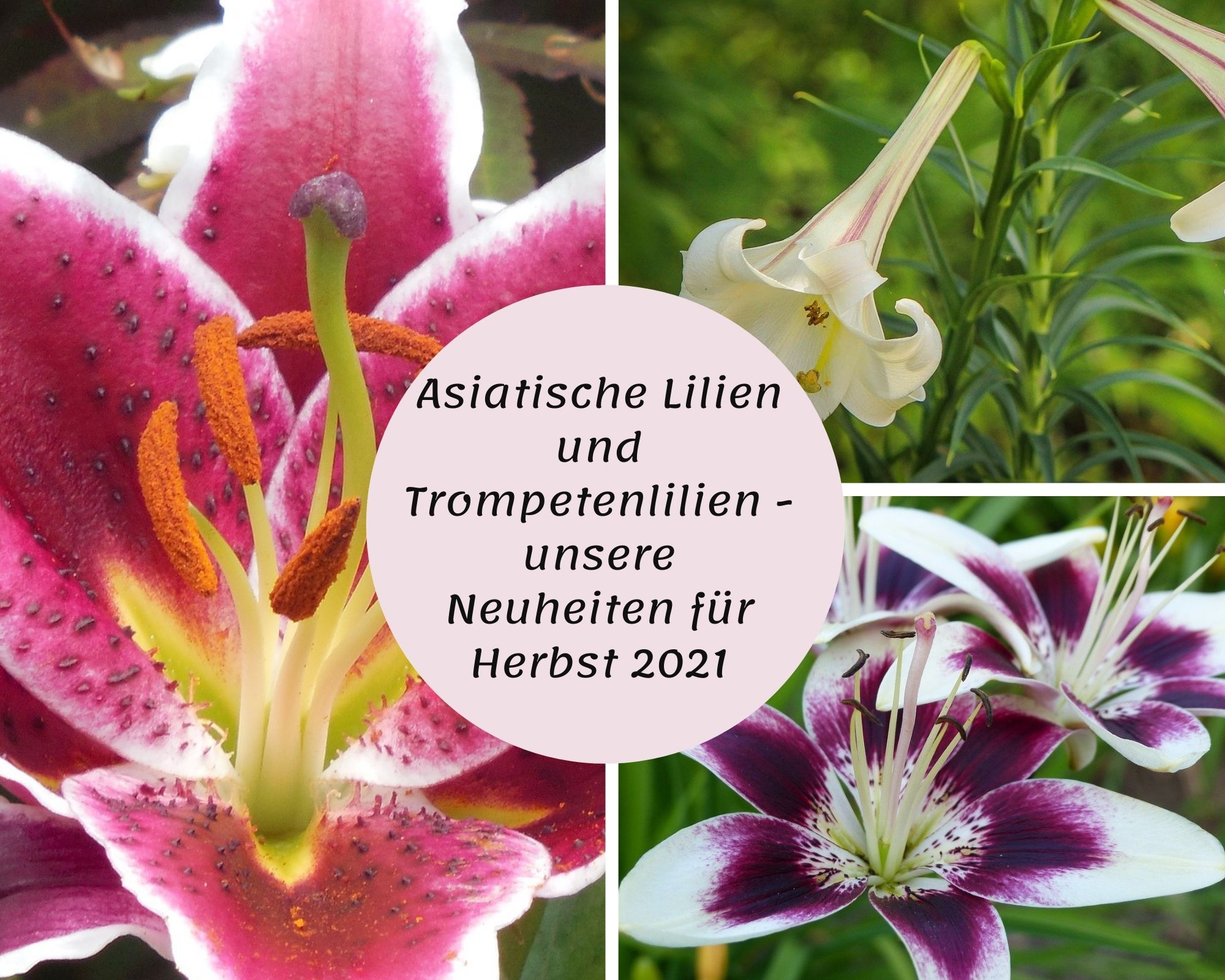 Asiatische Lilien und Trompetenlilien - unsere Neuheiten für Herbst 2021