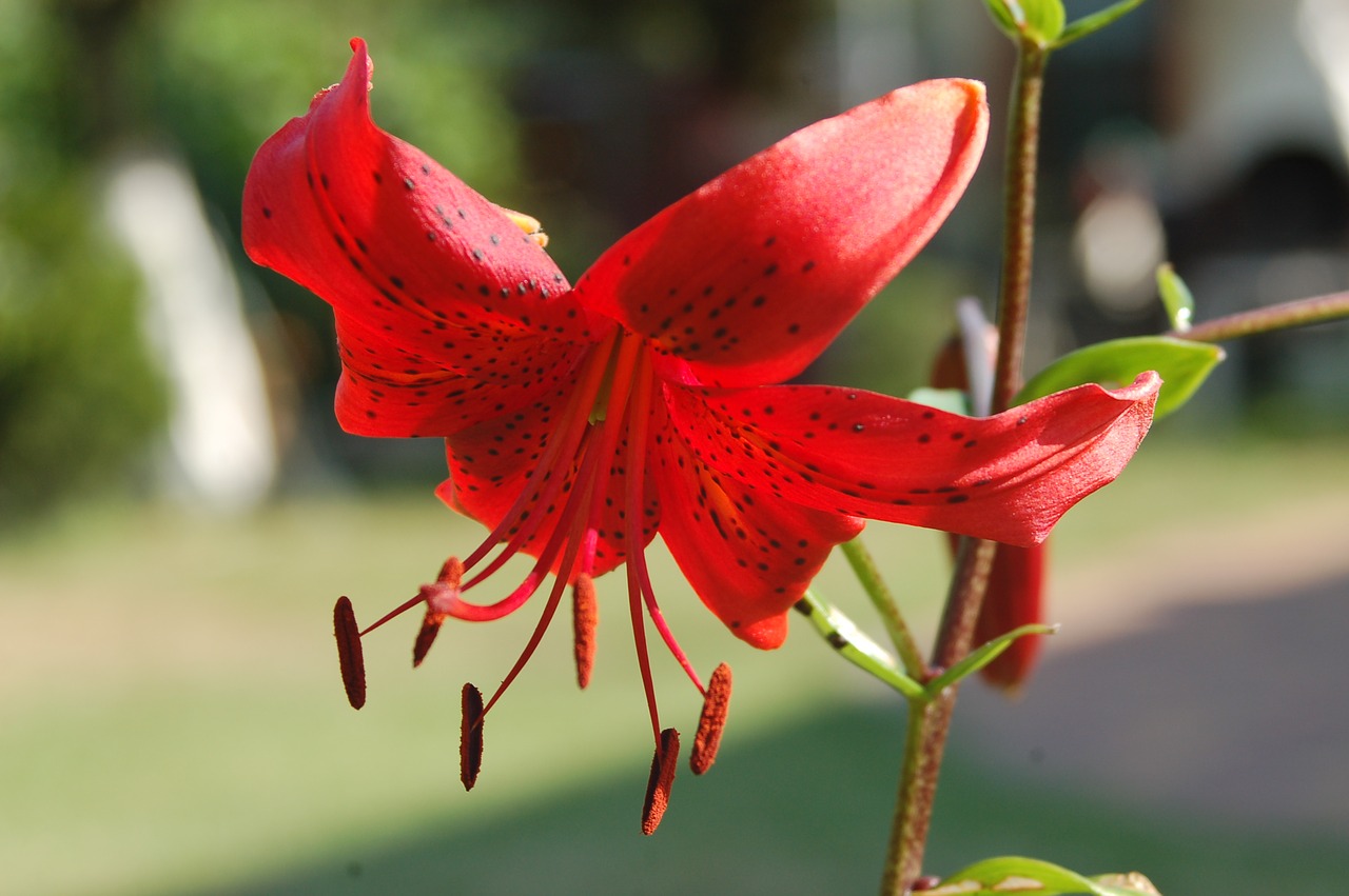 Asiatische Lilien - Charakteristik