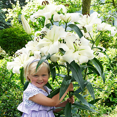 Außergewöhnliche Lilien unsere Tipps für besondere Lilien im Garten