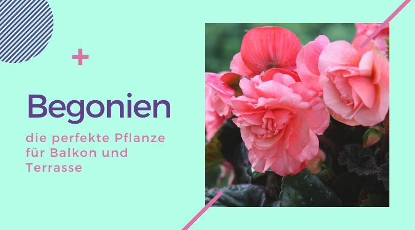 begonien-die-perfekte-pflanze-fuer-balkon-und-terasse