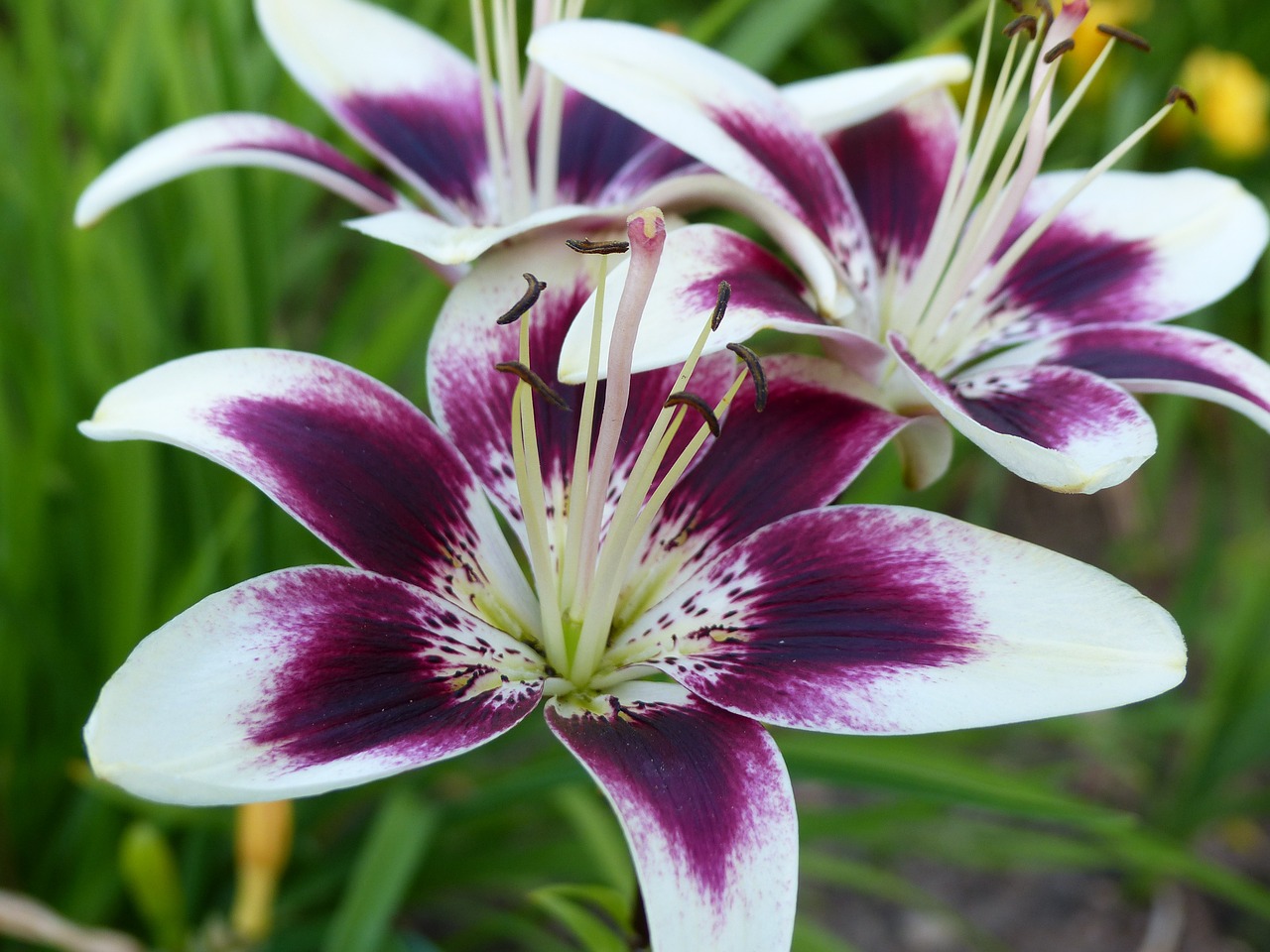 Beliebte Sorten der asiatischen Lilien