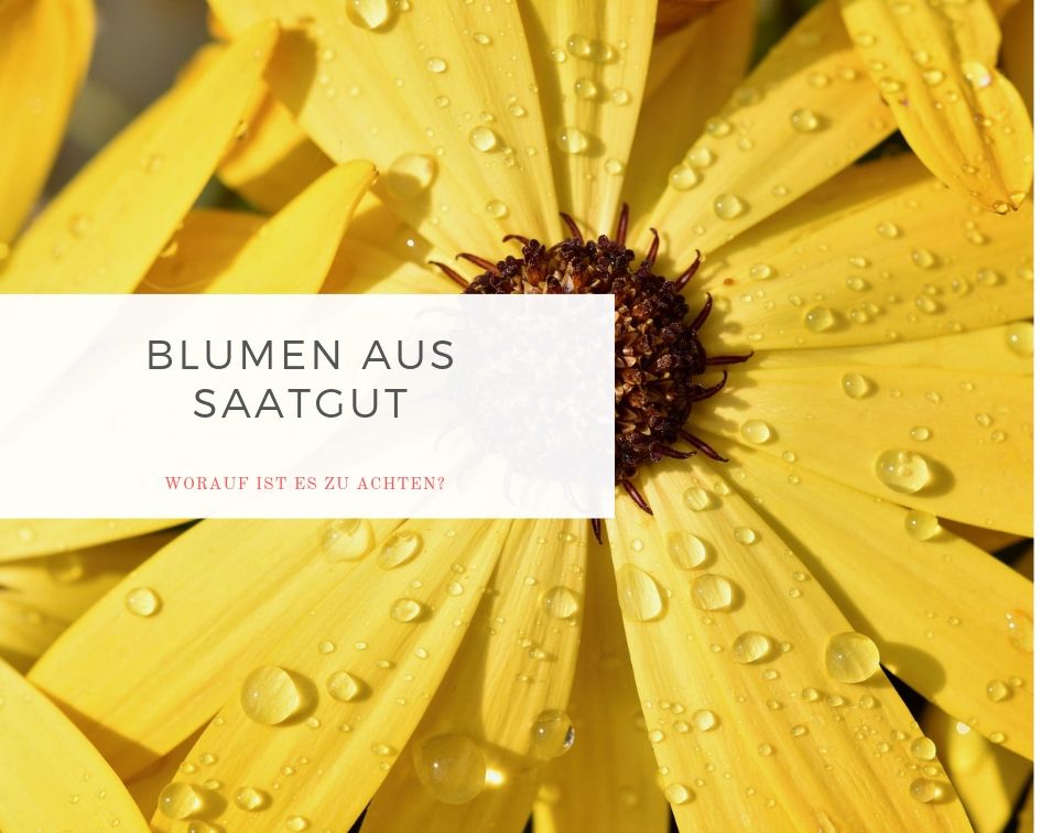 blumen-aus-saatgut