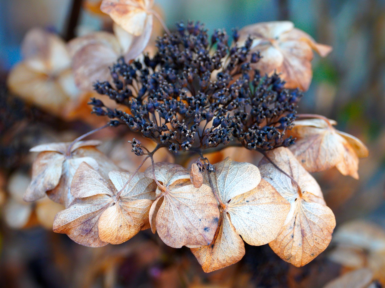 Blumensträuße und Blumen richtig trocknen - Gardenmarkt.de