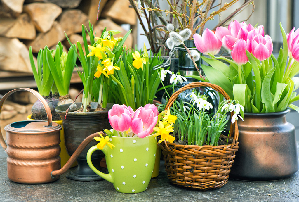 blumensorten-fuer-balkon-und-terrasse