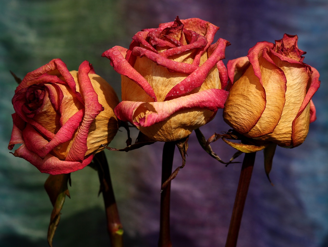 Welche Blumensorten erstarren am schönsten?