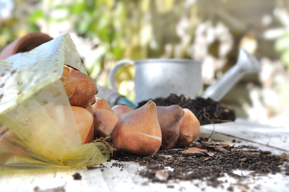 Blumenzwiebeln ausgraben warum, wann und wie? Gardenmarkt.de