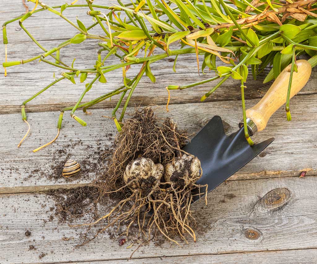 Blumenzwiebeln einpflanzen praktische Tipps Gardenmarkt.de