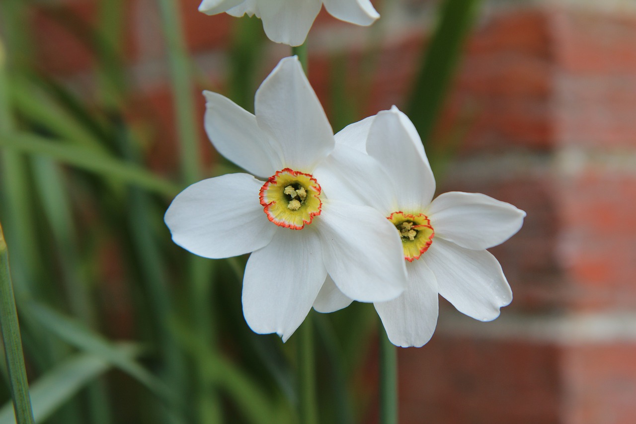 Botanische Narzissen Actaea