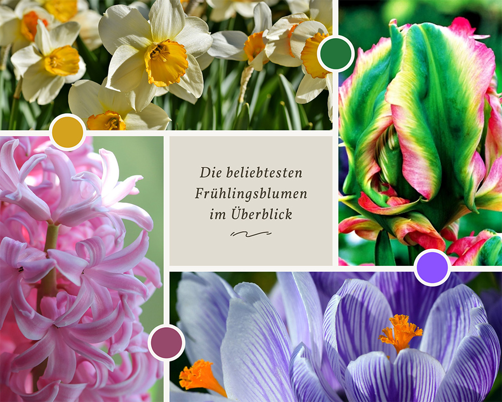 die-beliebtesten-fruehlingsblumen-im-ueberblick