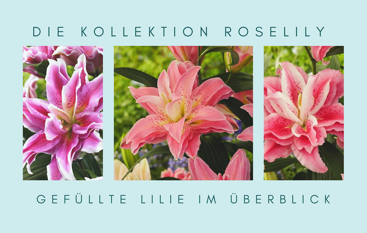 Die Kollektion Roselily - Gefüllte Überblick im Lilie
