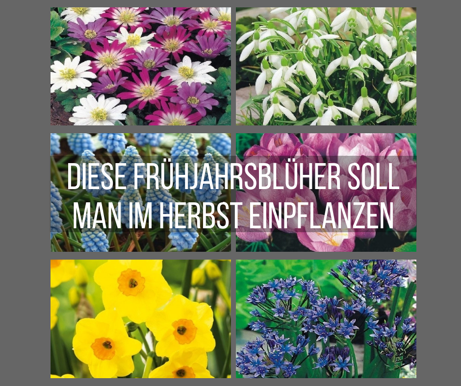 diese-fruehjahrsblueher-soll-man-im-Herbst-einpflanzen