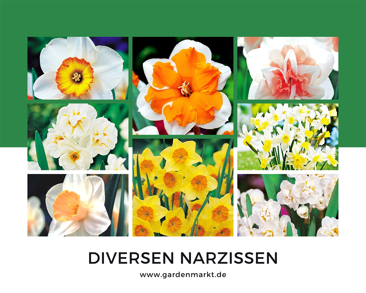 diversen-narzissen-sorten-im-ueberblick