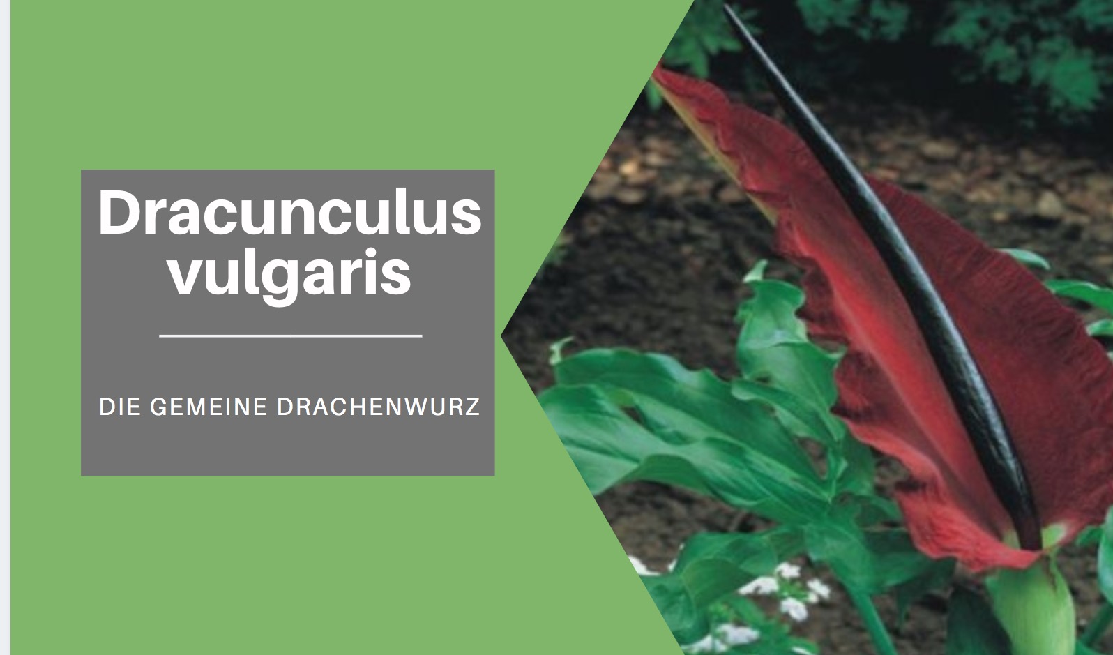 dracunculus-vulgaris