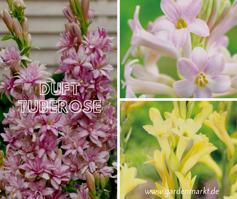 Duft-Tuberose
