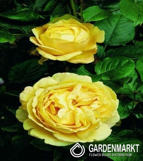 Englisch Park Rose