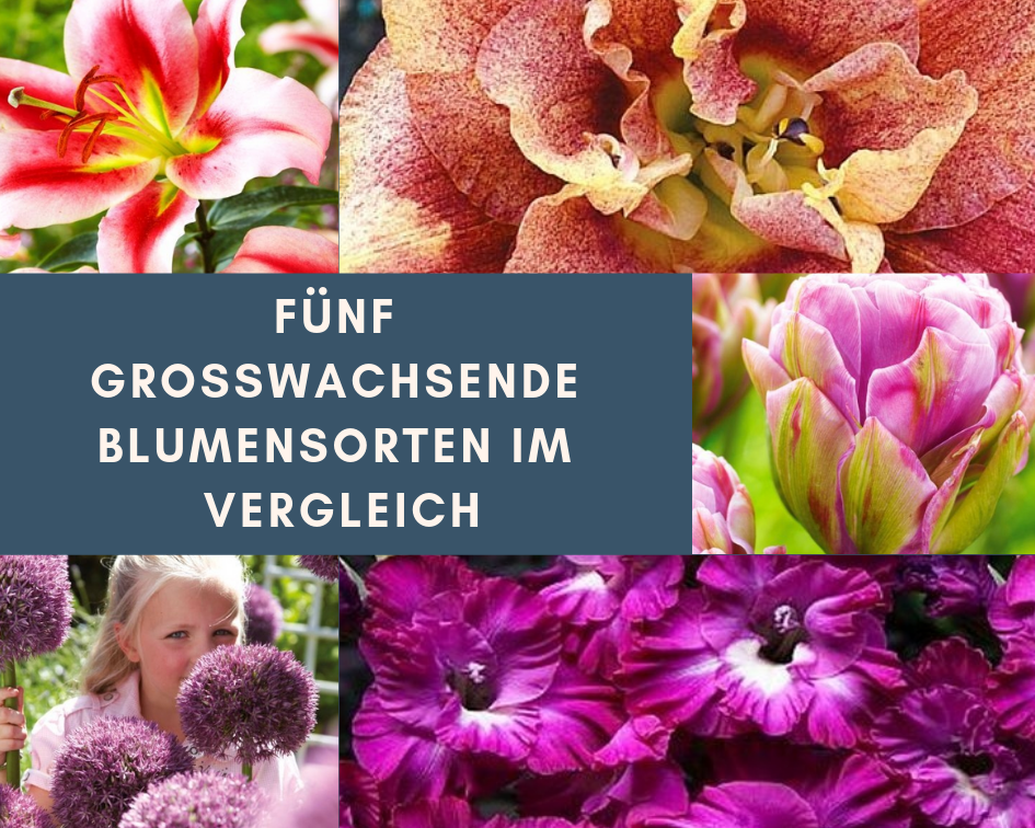 fuenf-grosswachsende-blumensorten-im-vergleich
