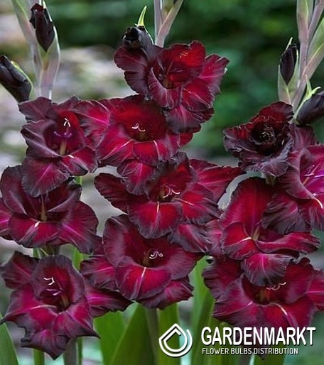 Gladiolus Gladiole Black Star