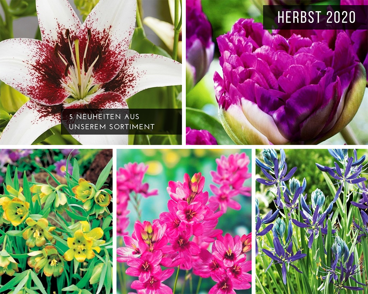 herbst-2020-5-neuheiten-aus-unserem-sortiment