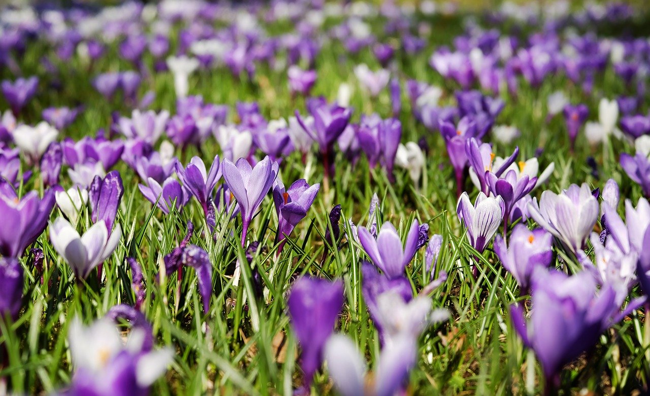 Herbstkrokus Krokus Cassiope