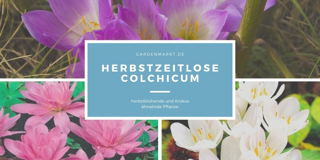 herbstzeitlose-colchicum