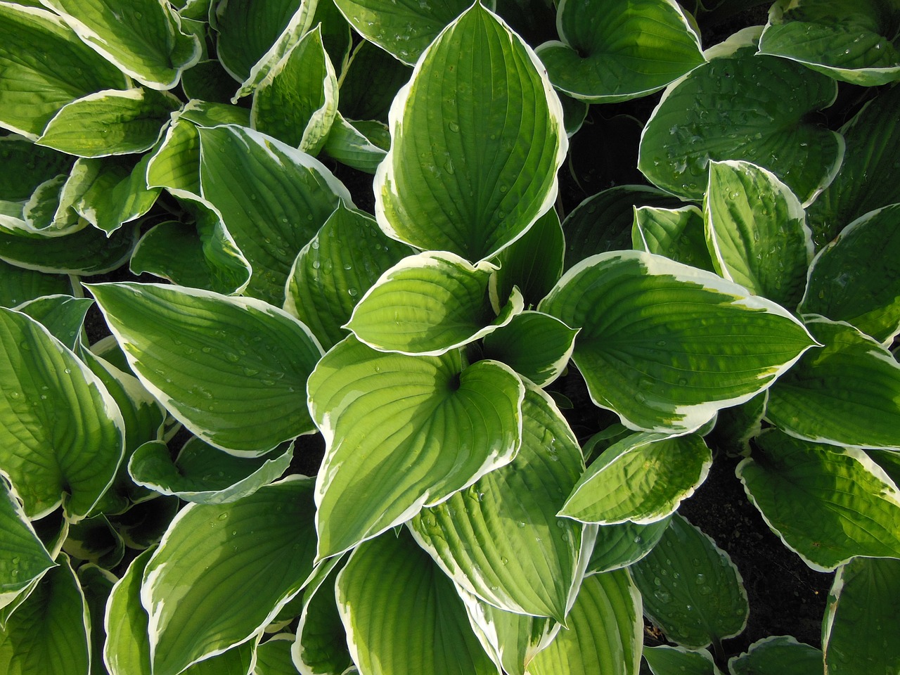 Hosta Funkia Lakeside Little Tuft