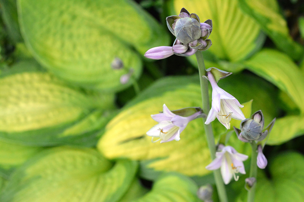 hostas-richtig-kultivieren-und-pflegen