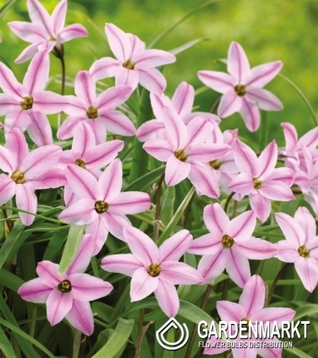 ipheion-sternblume