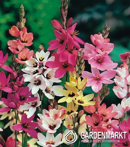 ixia