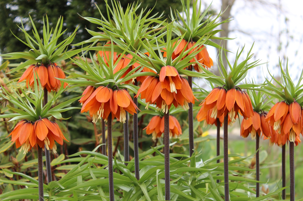 Kaiserkrone Fritillaria Sunset