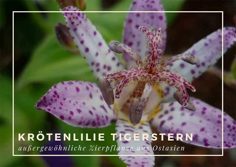 kroetenlilie-tigerstern