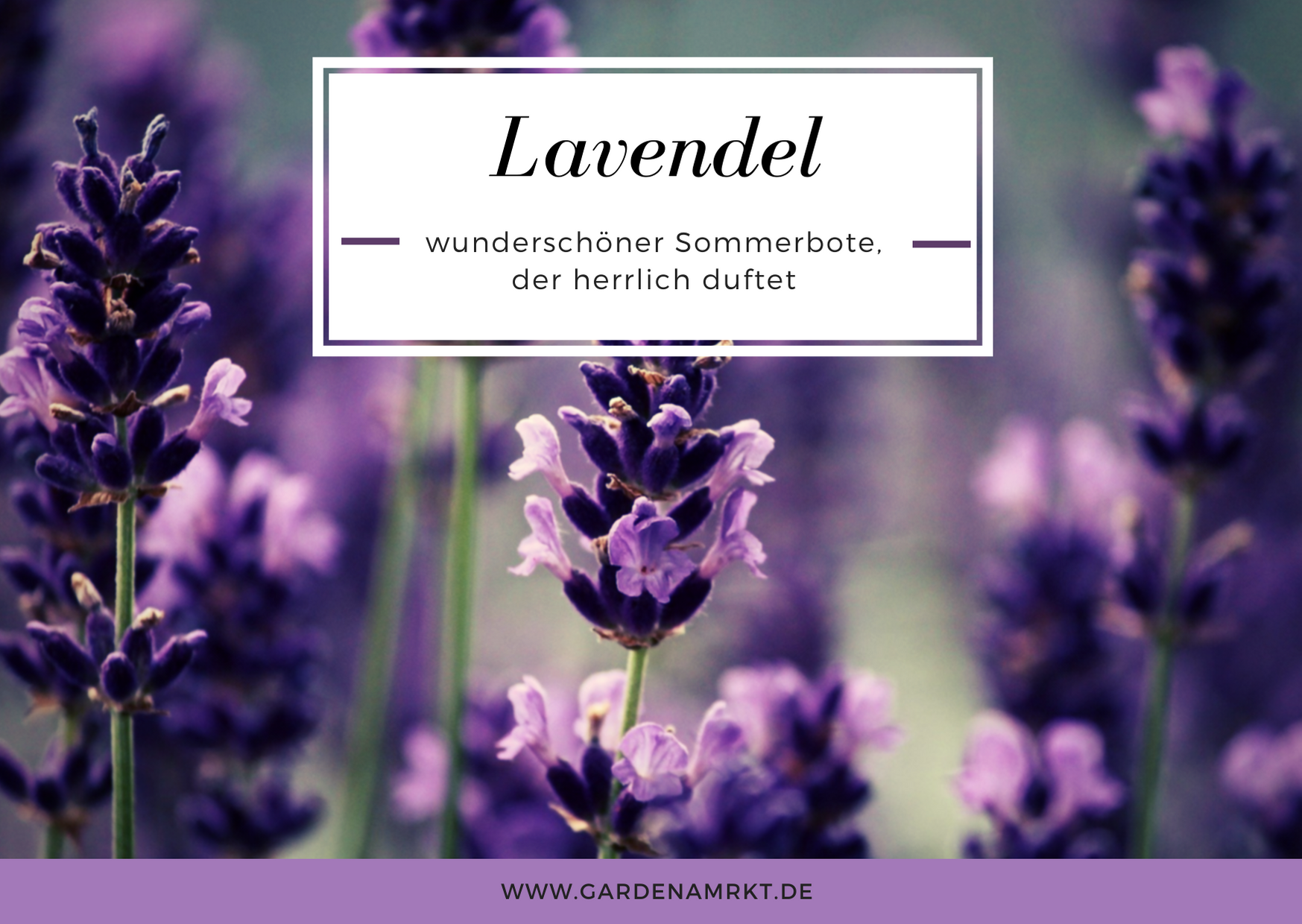 lavendel