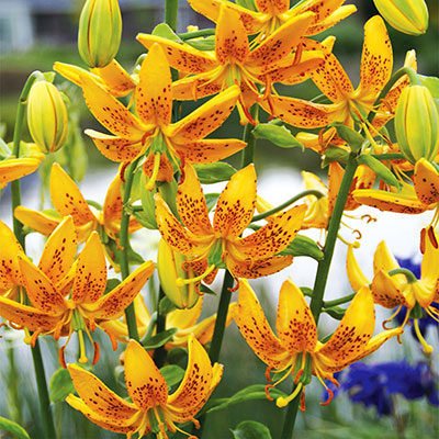 Außergewöhnliche Lilien unsere Tipps für besondere Lilien im Garten