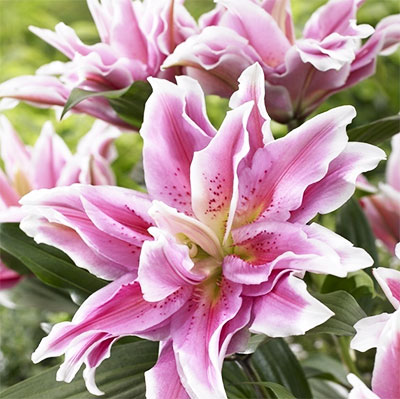 Außergewöhnliche Lilien unsere Tipps für besondere Lilien im Garten