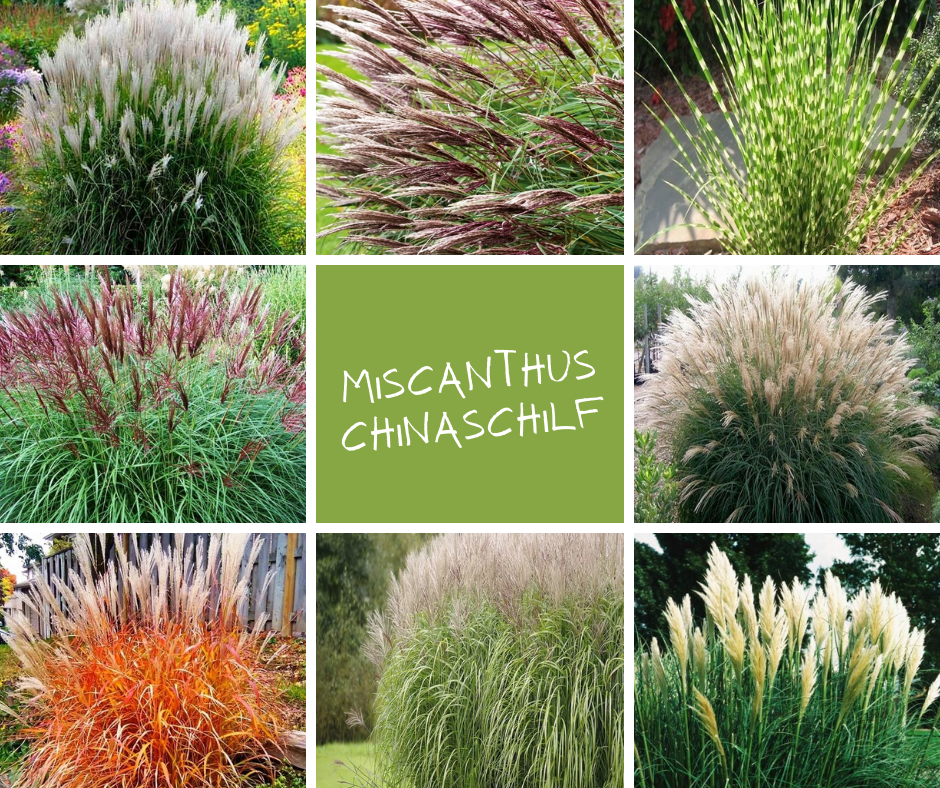 miscanthus-chinaschilf