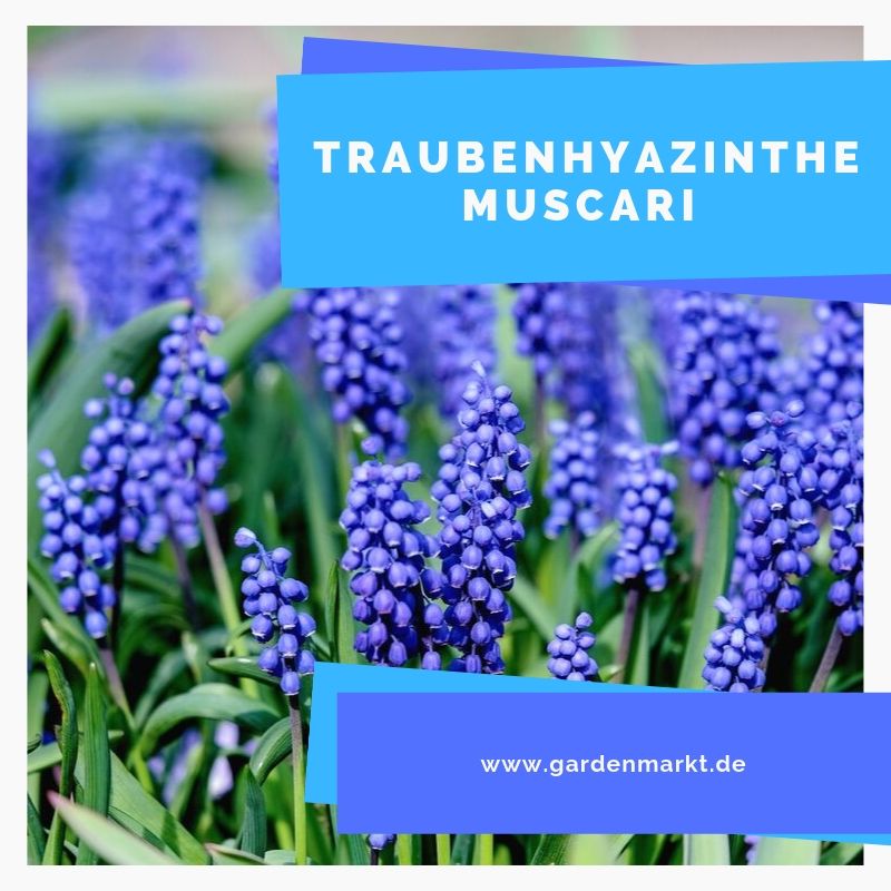 Bloomique Muscari Mix - 50 Traubenhyazinthen Zwiebeln Für Den Frühling