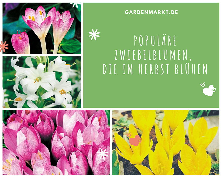populaere-zwiebelblumen-die-im-herbst-bluehen