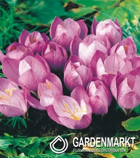 Krokusse - pflegeleichte Frühlingsboten mit viel Charme Krokusse - pflegeleichte Frühlingsboten mit viel Charme